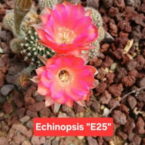 Echinopsis ‘E25’