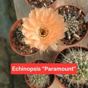 L’Echinopsis ‘Paramount’
