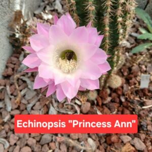 Echinopsis Princess Ann