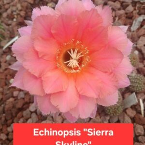 Echinopsis Sierra skyline