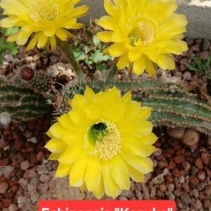 Echinopsis Kazuko