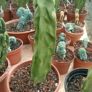Lophocereus schottii monstruosus