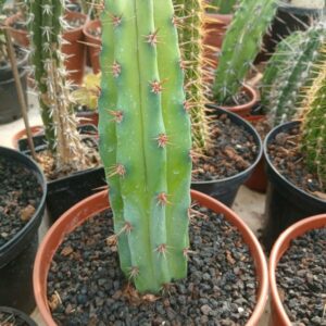Myrtillocactus cochal