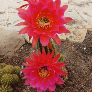 Trichocereus Carnaval « rl 2011 x Galilée »