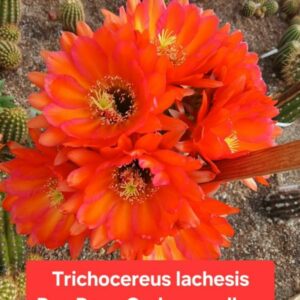 Trichocereus Lachesis « rey Ryan carlos x Yellow California cl2 »